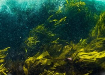 Биологи обнаружили подавляющее коронавирус вещество в клетках водорослей